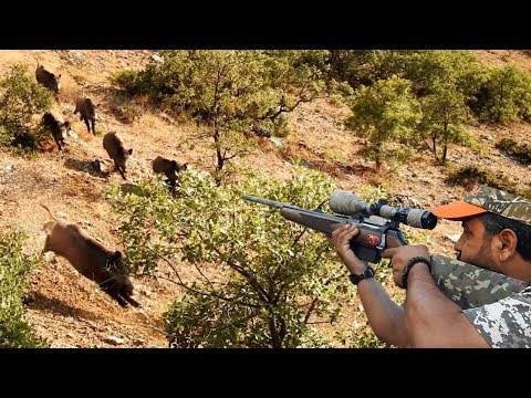 BEST CROWD WILD BOAR HUNT KALABALIK DOMUZ SÜRÜSÜ AVI
