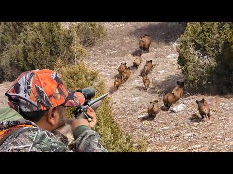 20 Amazing Wild Boar Hunts in 12 Minutes Breathtaking