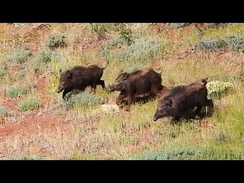 TOP WILD BOAR HUNTING VIDEOS IN SUMMER YAZIN EN İYİ DOMUZ