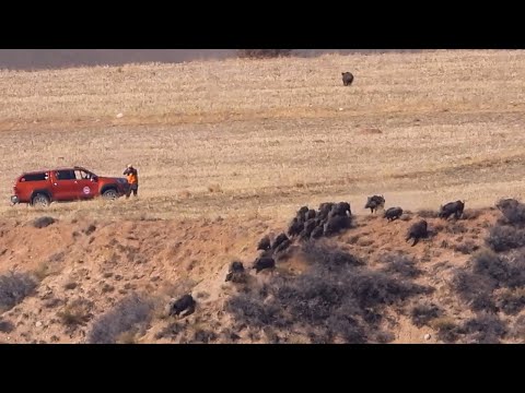 DOMUZ SÜRÜSÜNÜN İÇİNDE KALDIK CROWD WILD BOAR HUNT