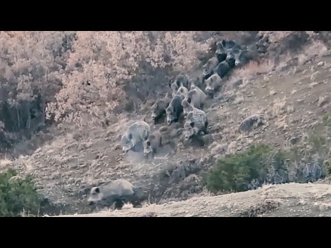 WILD BOAR HUNTING 10 DOMUZ AVLARI