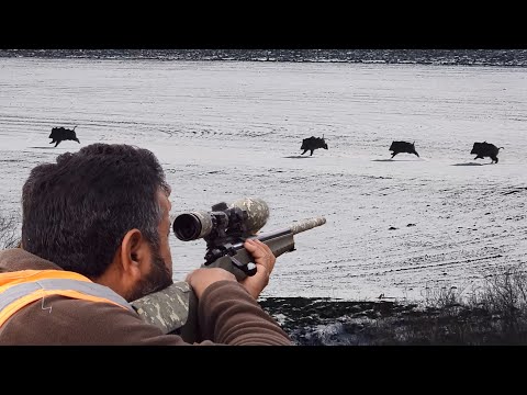 TOP WINTER HUNTING ADVENTURES EN İYİ KIŞ DOMUZ AVI