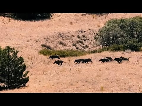 WILD BOAR HUNT IN SUMMER 2021 EN İYİ DOMUZ AVLARI