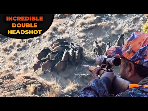 INCREDIBLE WILD BOAR HEADSHOT TEK ATIŞTA İKİ DOMUZ DÜŞTÜ