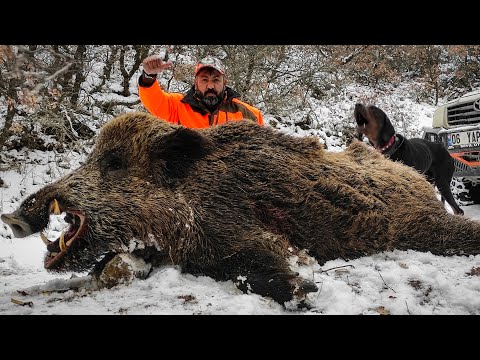 MONSTER WILD BOAR HUNTS IN WINTER KARDA AZILI DOMUZ AVLARI