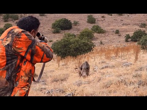 DEV DOMUZLA YAKIN TEMAS FACING WITH GIANT WILD BOAR AMAZING
