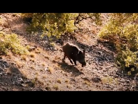 WILD BOAR HUNT YAKIN VE UZAK MESAFE DOMUZ VURUŞLARI