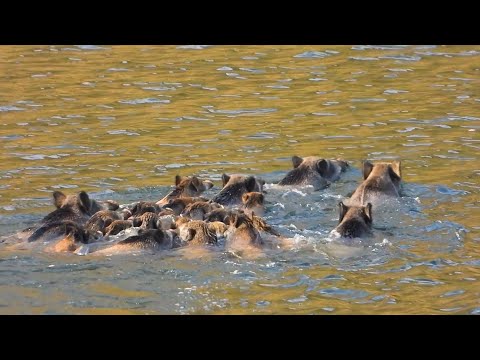 WILD BOARS WENT INTO THE LAKE EPIC WILD BOAR HUNTS LONG