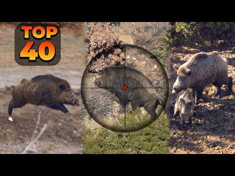 GIANT BOAR INVASION 40 Incredible Hunts In 15 Minutes TOP