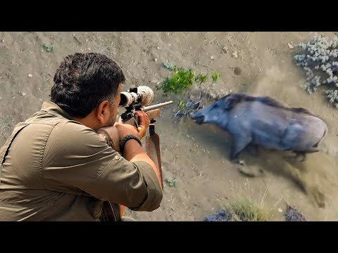 EXCITING DRIVEN HUNTING LONG RANGE WILD BOAR SHOTS hunting