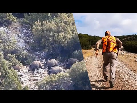 FULL ACTION WILD BOAR HUNTING AKSİYON DOLU DOMUZ AVI