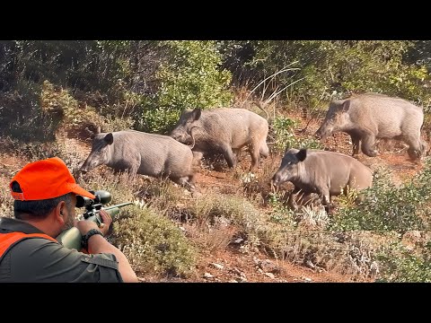 EPIC GIANT WILD BOAR HUNTS PERFECT SHOTS BREATHTAKING DRONE