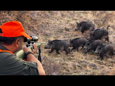 WILD BOAR INVASION INCREDIBLE MASSIVE BOAR SHOTS EPIC DRONE