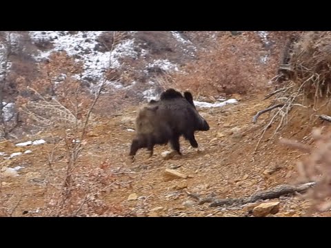 PERFECT WILD BOAR HUNTS EFSANE DOMUZ AVI CHASSE AU SANGLIER