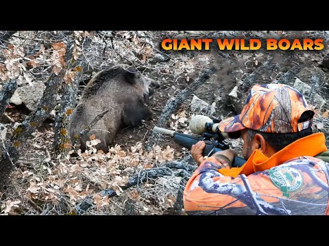 MONSTER WILD BOAR HUNTS DEVASA AZILI DOMUZ AVI CHASSE AU