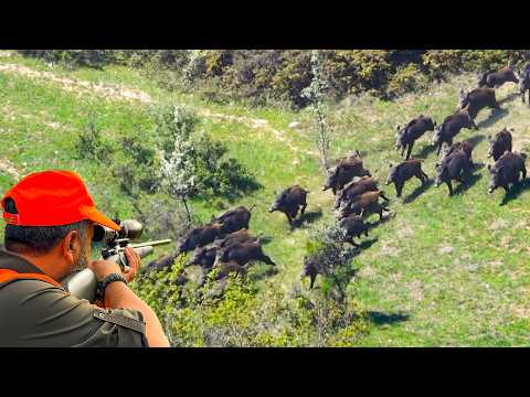 HUNTING HUGE WILD BOAR HERDS NONSTOP ACTION