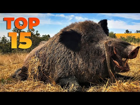 TOP 15 SNIPER WILD BOAR SHOTS BEST HUNTING SCENES hunting
