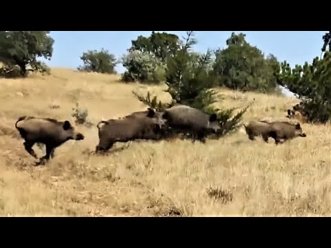 WILD BOAR HUNT 4 EN İYİ DOMUZ AVLARI 4