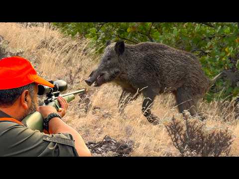 HUNTING GIANT STRONG BOARS BREATHTAKING ACTION