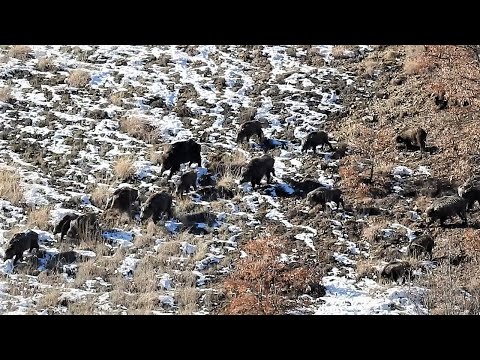 PERFECT WILD BOAR HUNT IN WINTER KIŞIN HARİKA DOMUZ AVI