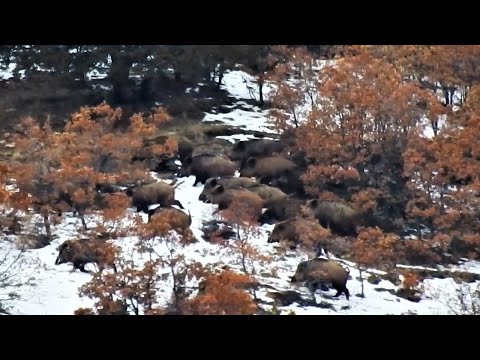 PERFECT WILD BOAR HUNT IN WINTER 485 METREDEN VURULAN DOMUZ