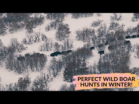 WILD BOAR HUNT IN WINTER KARDA EFSANE DOMUZ AVI