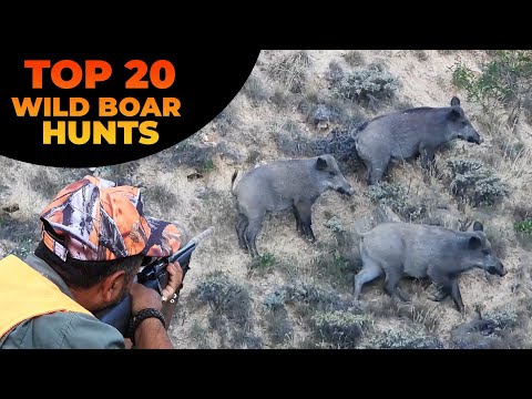 Top 20 Wild Boar Hunting Compilation En İyi 20 Domuz Avı