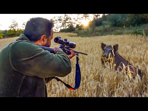 Giant Boars DESTROYING Our Fields INCREDIBLE HUNTING