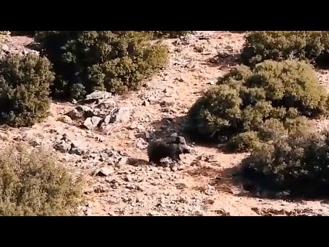 AMAZING WILD BOAR HUNT MUHTEŞEM DOMUZ VURUŞLARI CHASSE AU