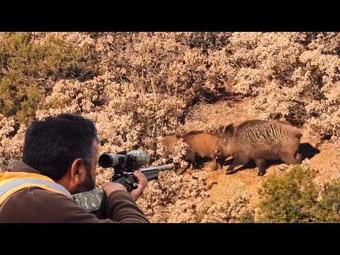 BEST WILD BOAR HUNTS IN TURKEY İÇ ANADOLU DOMUZ AVLARI