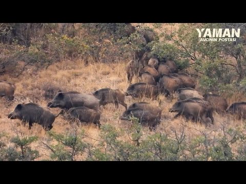 ENDLESS WILD BOARS EPIC HUNTING SHOTS BEST SCENES hunting