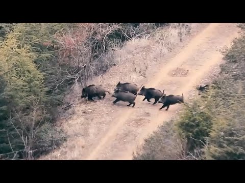 WILD BOAR HUNTING ADVENTURE 3 EN İYİ DOMUZ AVI MACERASI