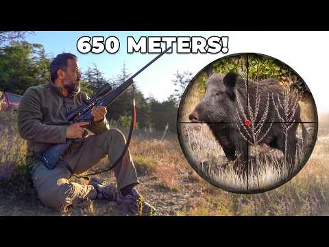 TOP 15 LONG RANGE WILD BOAR SHOTS 650M Incredible Hunting