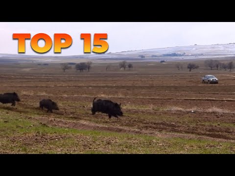 TOP 15 AMAZING WILD BOAR HUNTS EN İYİ 15 DOMUZ AVI CHASSE