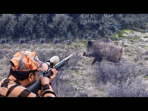 LONG RANGE WILD BOAR HUNT UZUN MESAFE DOMUZ VURUŞU