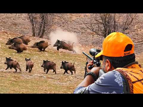 WILD BOAR CRISIS Massive Herds Perfect Shots Unbelievable