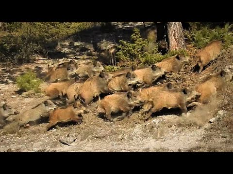 WILD BOAR DRIVEN HUNT UZUN MESAFE DOMUZA ATIŞ