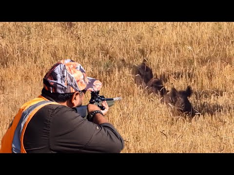 ACTION WILD BOAR HUNT IN FIELD TARLADA AKSİYON DOLU DOMUZ