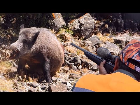 EPIC MONSTER WILD BOAR SHOTS ACTION HUNTS BEST MOMENTS