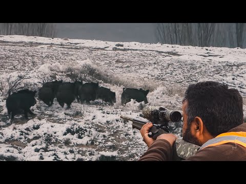AWESOME WILD BOAR HUNT IN WINTER KARDA EFSANE DOMUZ AVI