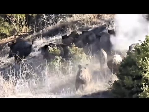 BEST WILD BOAR HUNTS 2 EN İYİ DOMUZ AVLARI