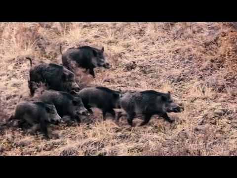CROWD WILD BOAR HUNT 5 KALABALIK DOMUZ SÜRÜSÜ CHASSE AU