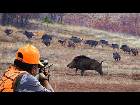 Wild Boar INVASION Incredible Hunting Shots Unbelievable