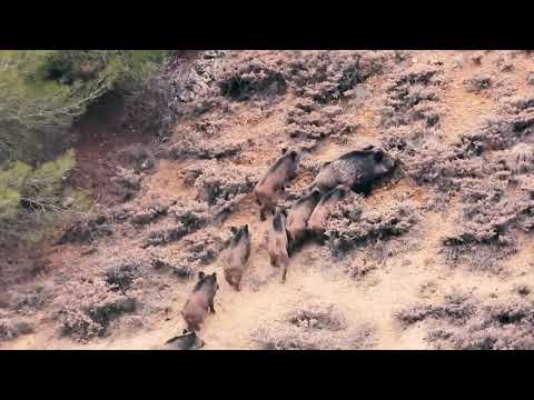 WILD BOAR HUNT IN FIELD DOMUZ SÜRÜSÜ TARLAYA ÇIKTI