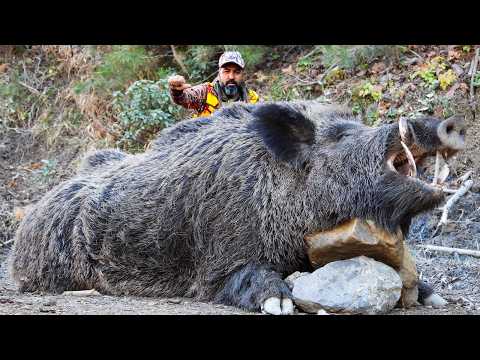 Ultimate Wild Boar Hunting Adventures Amazing Rifle Shots