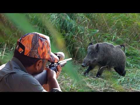 EPIC GIANT WILD BOAR SHOTS ACTION HUNT SCENES HOG HUNTING