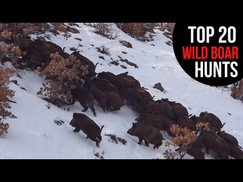 BEST WILD BOAR HUNTS IN WINTER EN İYİ KIŞ DOMUZ AVLARI
