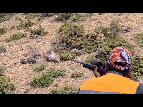 BEST MOMENTS OF WILD BOAR HUNT DOMUZ AVI EN İYİ ANLAR