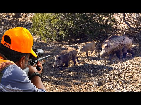 INCREDIBLE DOGS AMAZING WILD BOAR CHASE MOST EXCITING