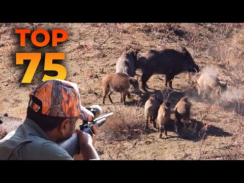 TOP 75 WILD BOAR HUNTS EN İYİ 75 DOMUZ AVI CHASSE AU